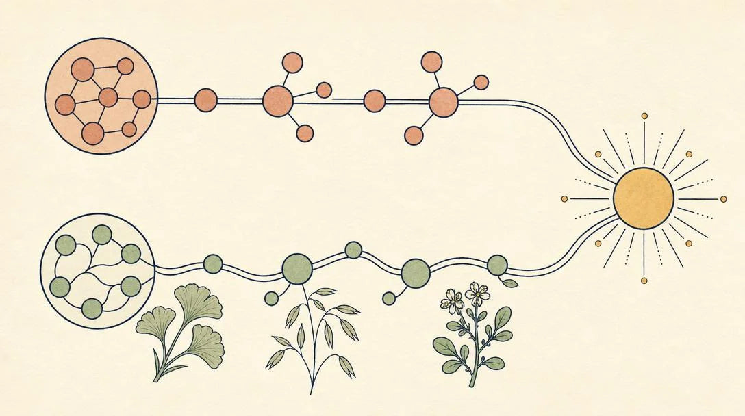 Mécanisme du méthylphénidate et des neurotransmetteurs — explication scientifique neutre